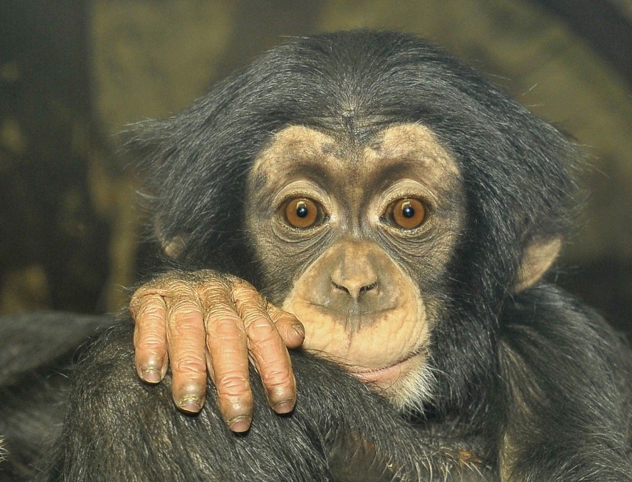 Szympans Tytus obchodzi pierwsze urodziny!