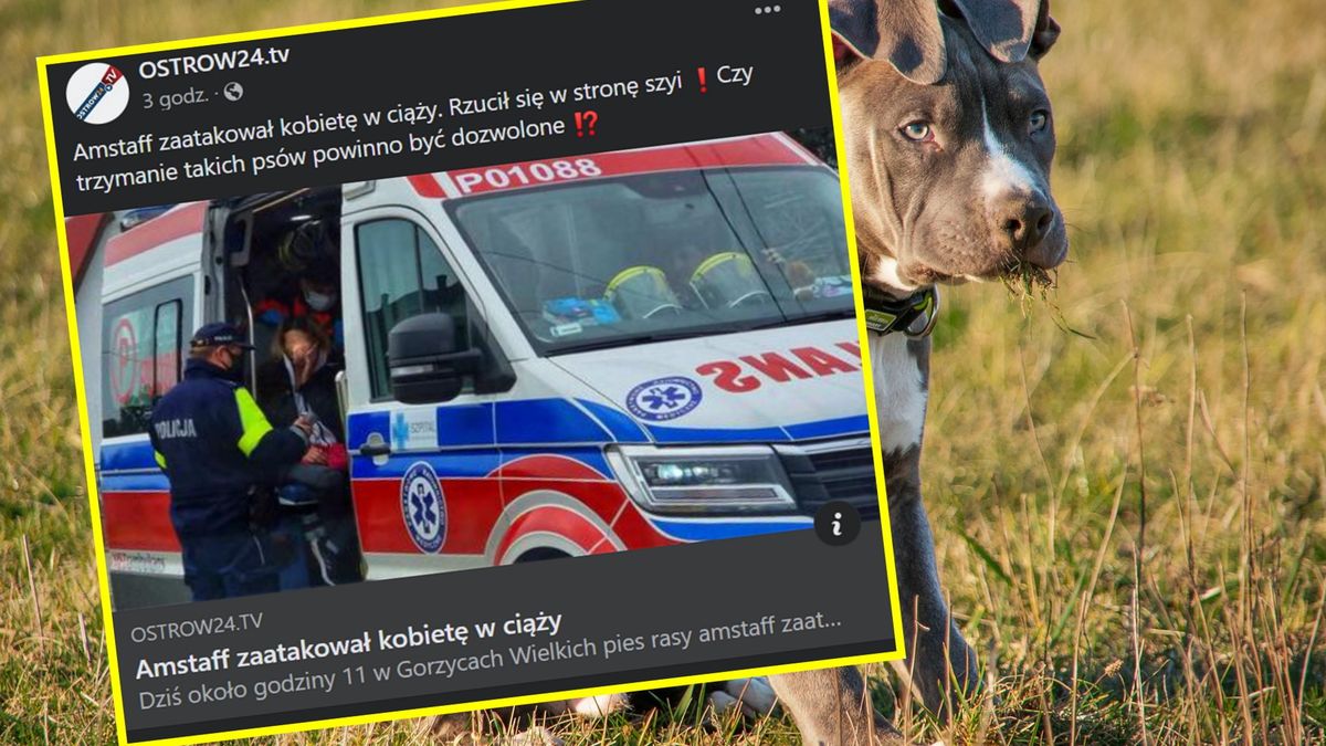 Amstaff zaatakował ciężarną kobietę