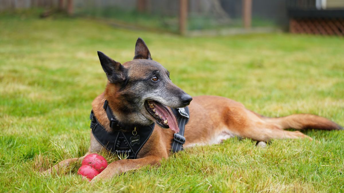 DES MOINES, WASHINGTON – MAY 10: Vegas the dog poses for a photo on May 10, 2026 in Des Moines, Washington. (Photo by Suzi Pratt/Getty Images for American Humane Society)