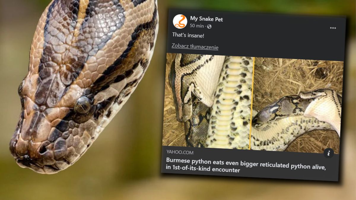 Pyton połknął pytona.