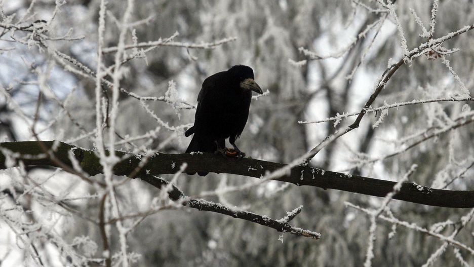 Grupą, która tradycyjnie niechętnie odnosi się do gawronów są kierowcy. Miasta idąc im na rękę stosują płoszenie armatkami hukowymi, niszczą gniazda i ogławiają drzewa.E