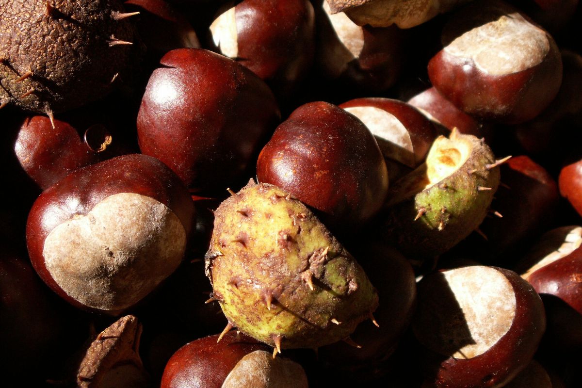 Jak się okazuje, kasztany i pranie mają ze sobą wiele wspólnego