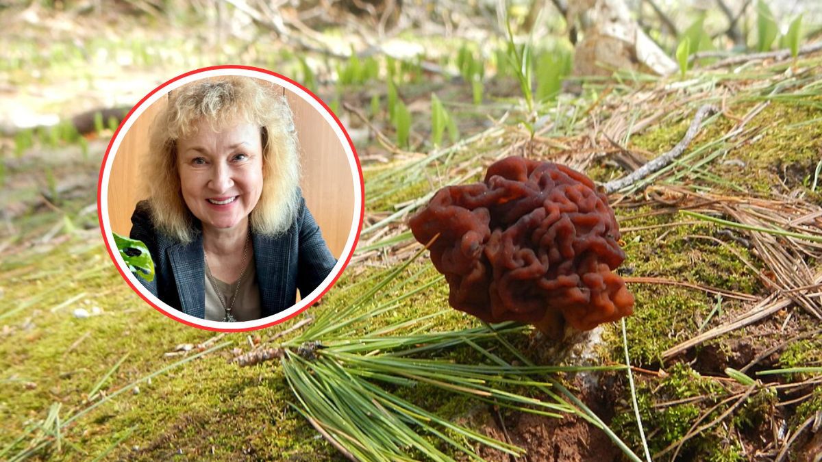 Już są w lasach. Przypominają smardze. Lepiej unikaj