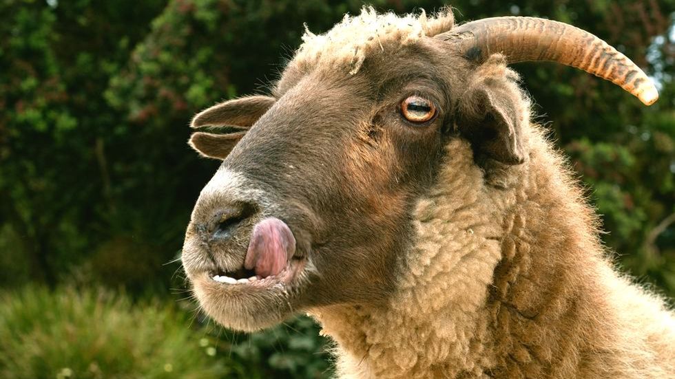 6 roślinożernych zwierząt, które polubiły smak krwi. Drapieżna owca i jeleń jedzący ptaki 1