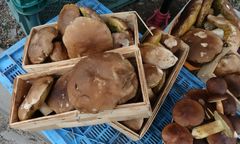 Ponury sezon dla grzybiarzy. Jednak nie wszędzie