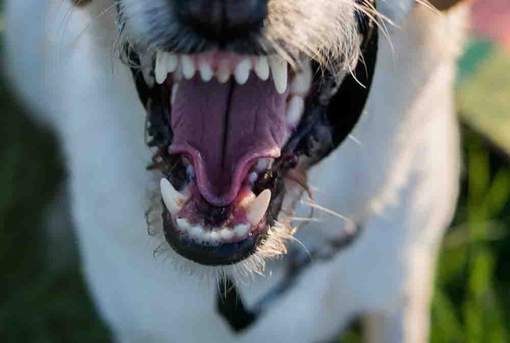 Zielona Góra: Tragedia w lesie. Są pierwsze ustalenia prokuratury