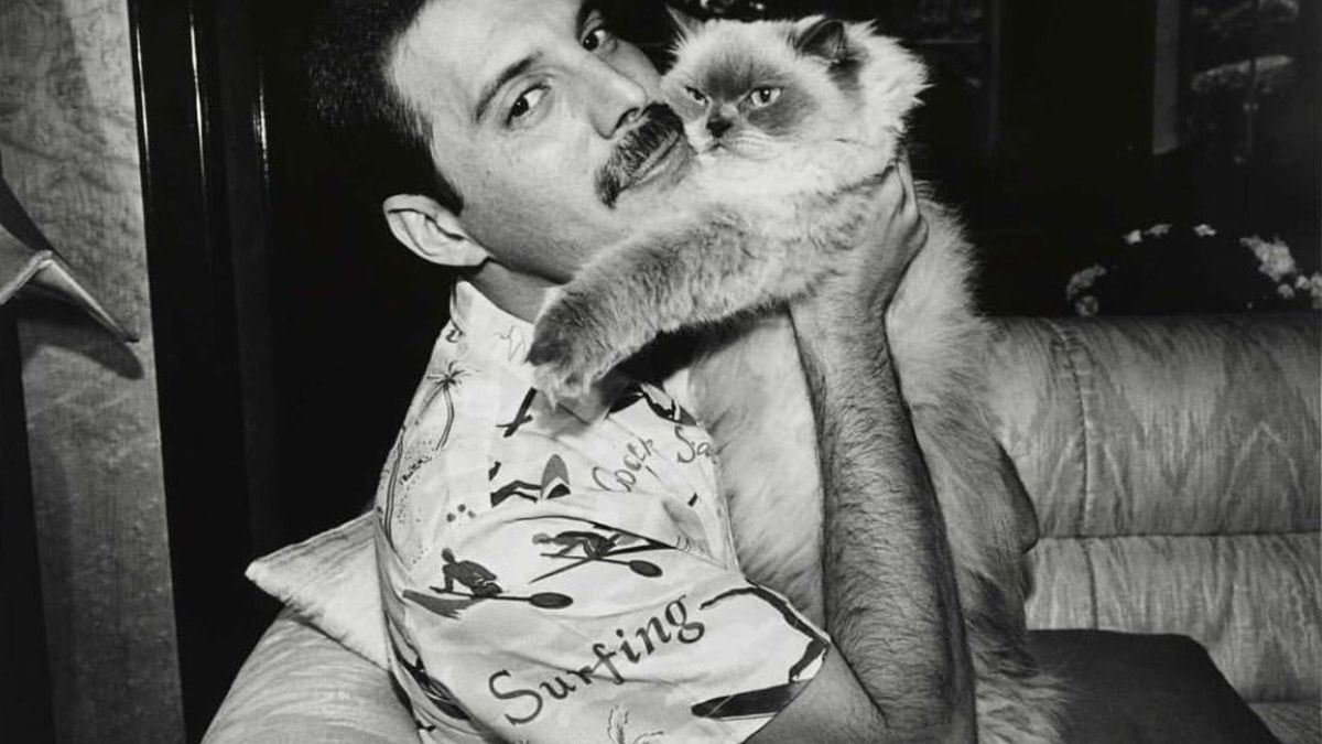 Znani ludzie z kotami. Dziennikarka zbierała te urocze zdjęcia latami 1