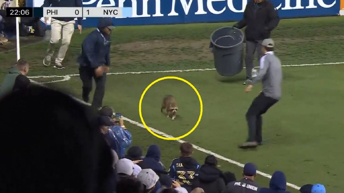 Szop pracz podczas meczu MLS