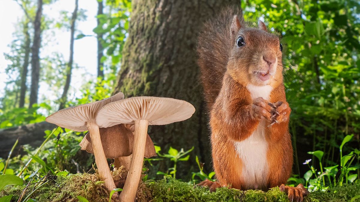Fotograf robi zdjęcia wiewiórek, by poprawić humor innym 1
