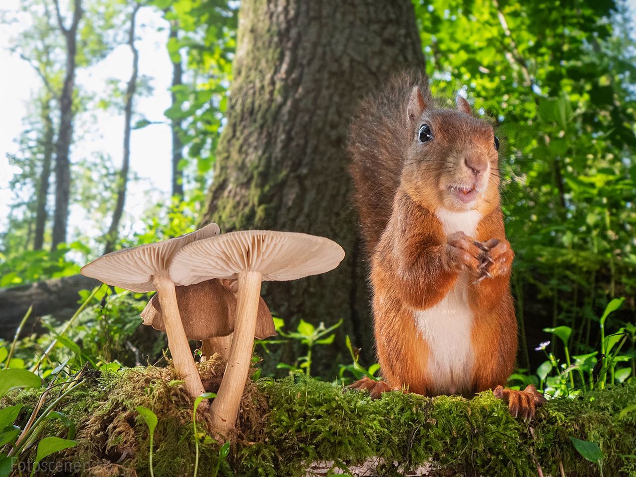 Fotograf robi zdjęcia wiewiórek, by poprawić humor innym