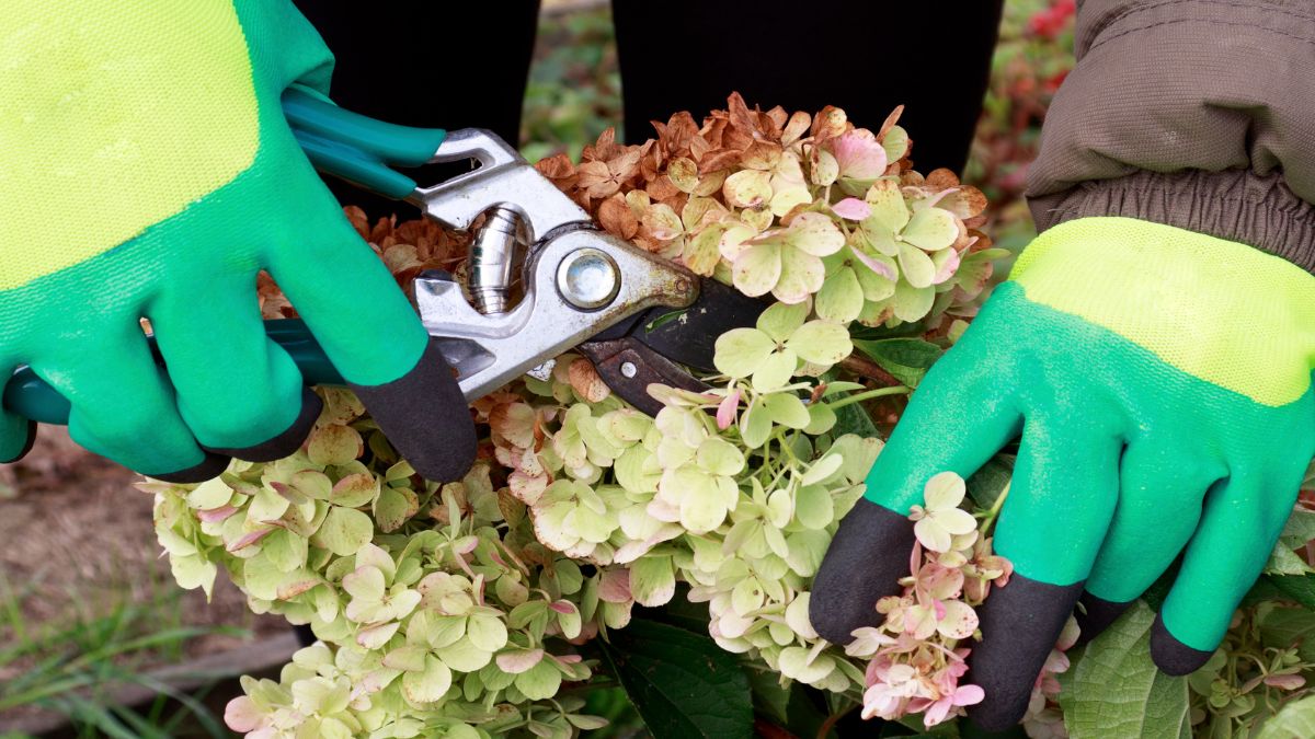 Jak w odpowiedni sposób przyciąć hortensje?