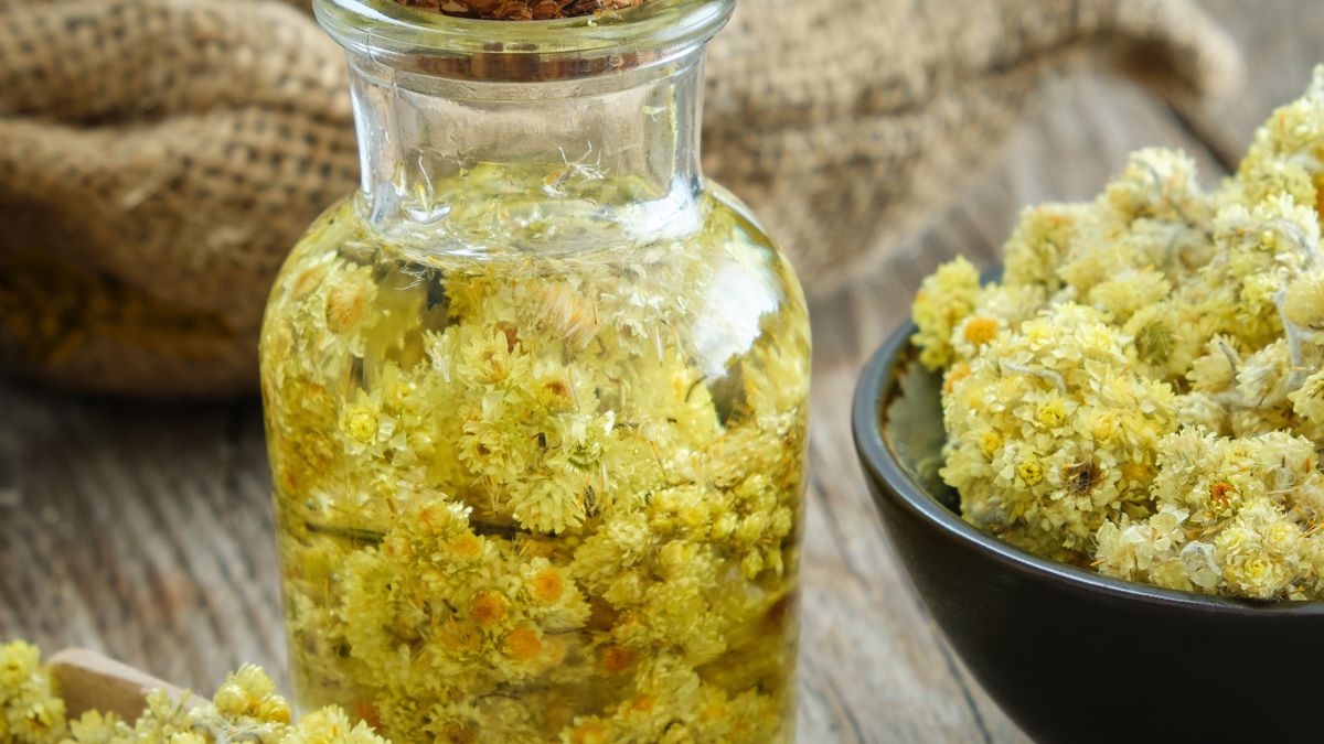 Helichrysum arenarium infusion bottle and dwarf everlast or immortelle dried flowers in black bowl on wooden table. Canvas sack on background.Helichrysum arenarium infusion bottle and dwarf everlast or immortelle dried flowers in black bowl on wooden table. Canvas sack on background.ChamilleWhitemotley, curative, immortelle, arenarium, bracteatum, immortella