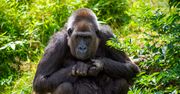 Opiekun zaraził koronawirusem goryle w zoo. "Może przeskoczyć na inne stworzenia"