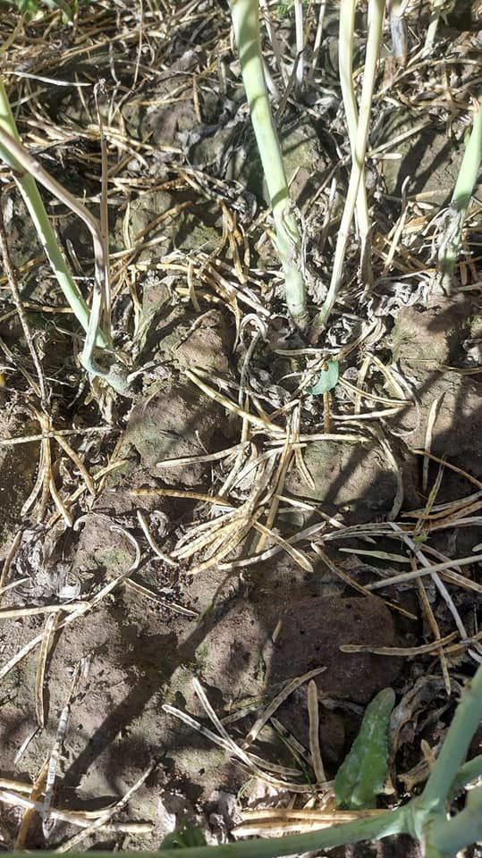 Zniszczone gradobiciem uprawy w miejscowości Czarnystok