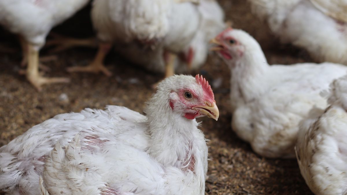 KE reaguje na polskie propozycje reakcji na ptasią grypę