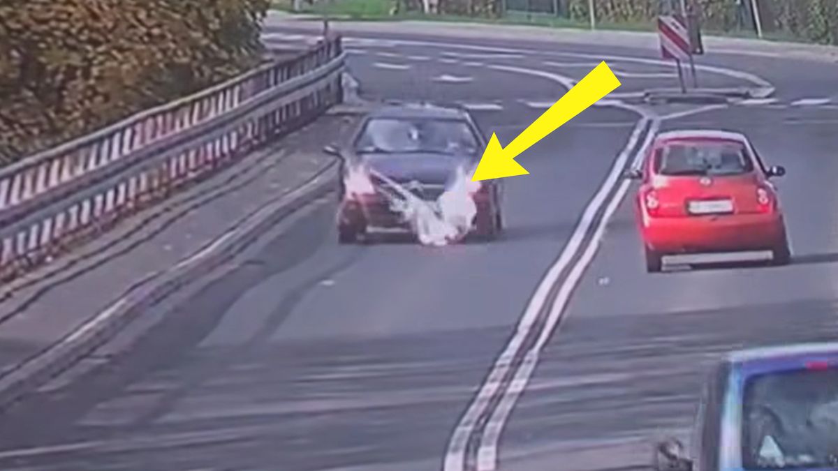 Łabędź runął prosto pod auto.