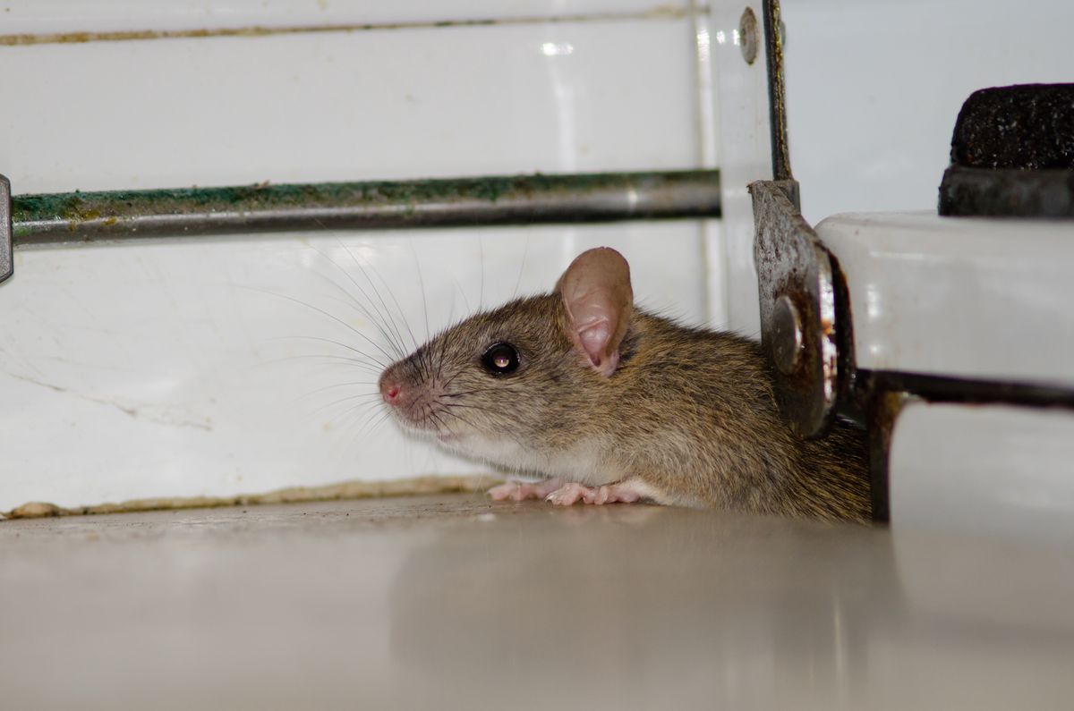 Szczury śniade mogą roznosić groźne choroby 