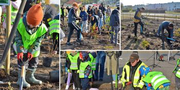 Toruń: Wspólna akcja przedszkolaków, uczniów i miasta. Na Stawkach posadzono las