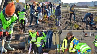 Toruń: Wspólna akcja przedszkolaków, uczniów i miasta. Na Stawkach posadzono las