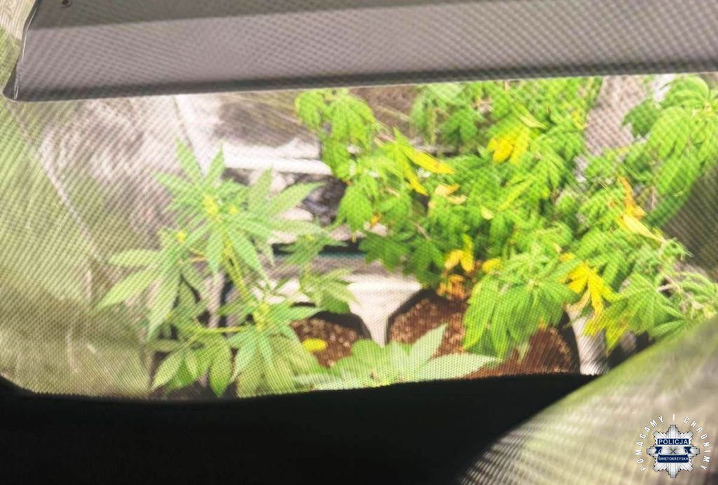 Policyjny nalot w Kielcach. Zatrzymano parę 18-latków, zabezpieczono uprawę konopi i podejrzane grzyby