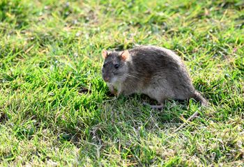 Zasyp nory w ogrodzie. Szczury będą omijać szerokim łukiem