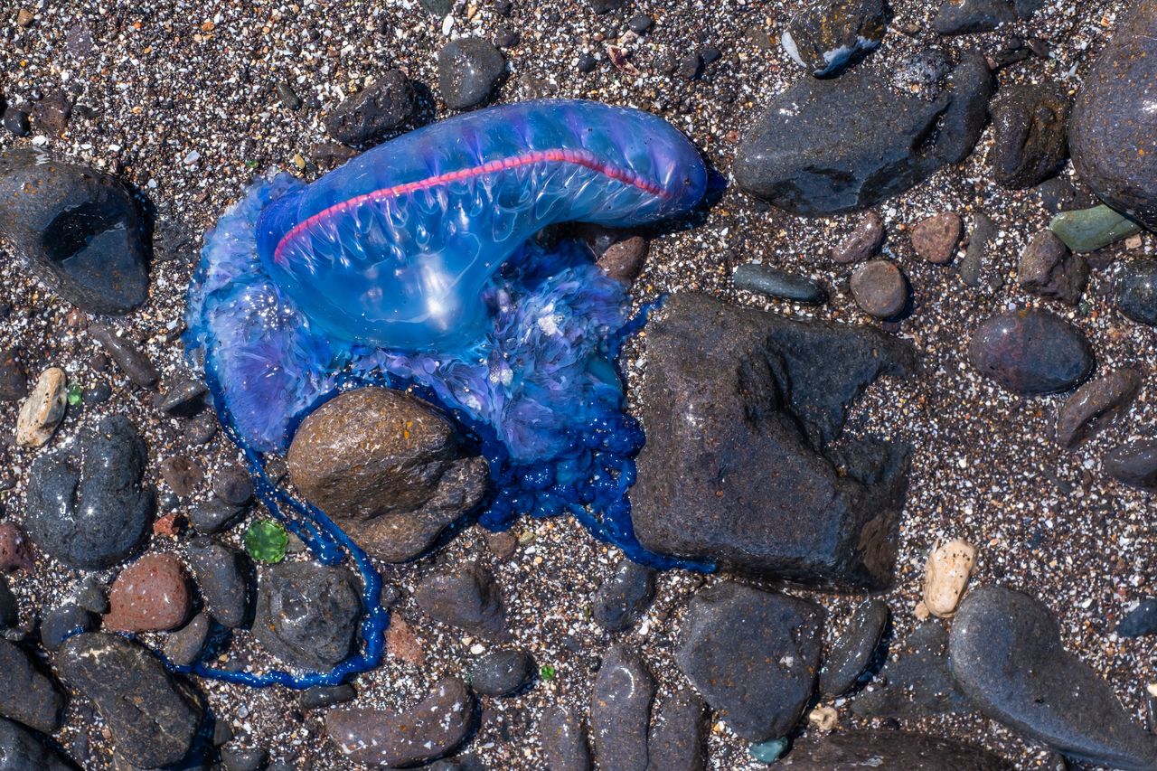 Groźne stworzenia na plażach w Wielkiej Brytanii. "Myślałem, że to balon"