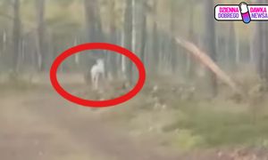 Znów się pojawił. "Biały duch" nagrany. Ujęcia obiegają sieć