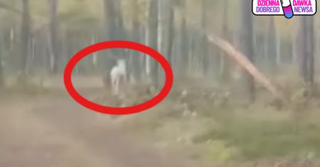 Znów się pojawił. "Biały duch" nagrany. Ujęcia obiegają sieć