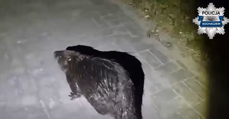 Nocna akcja policjantów. Tym razem pomocy potrzebował bóbr