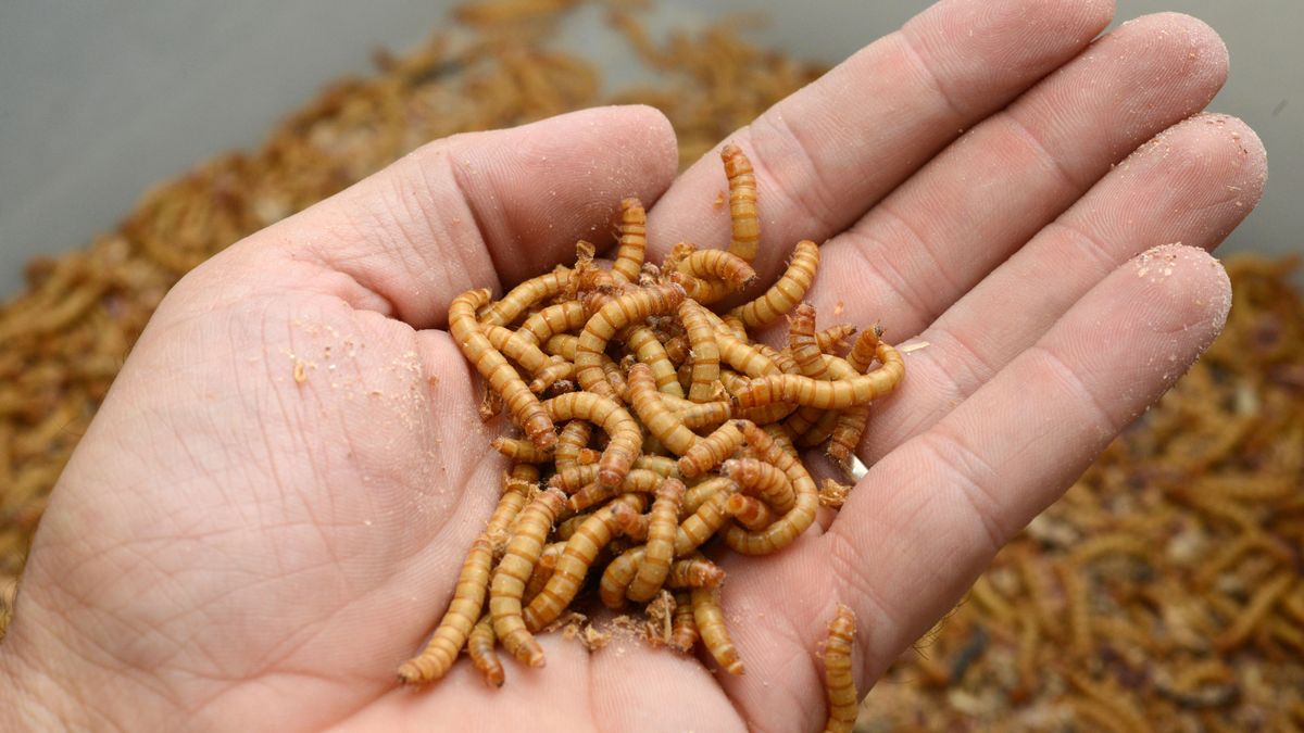 Będzie chleb z larw owadów. Bruksela zdecydowała 