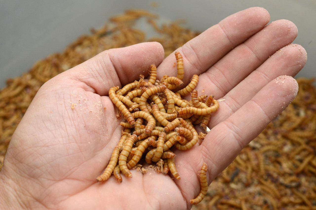 Europe embraces mealworm cuisine as an eco-friendly protein source