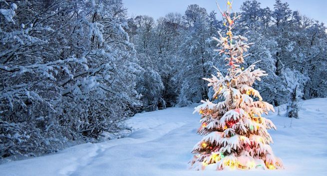 RMF rozdaje choinki podczas akcji „Choinki pod choinkę”