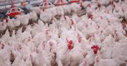 Ptasia grypa koncentruje się w Polsce. 78 ognisk, 5,5 mln sztuk