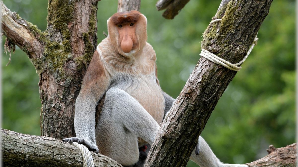 Polski dystrybutor odmawia wydania OnePlusa 7 Pro zakupionego w Black Friday [AKTUALIZACJA: klienci jednak dostaną telefony] 1