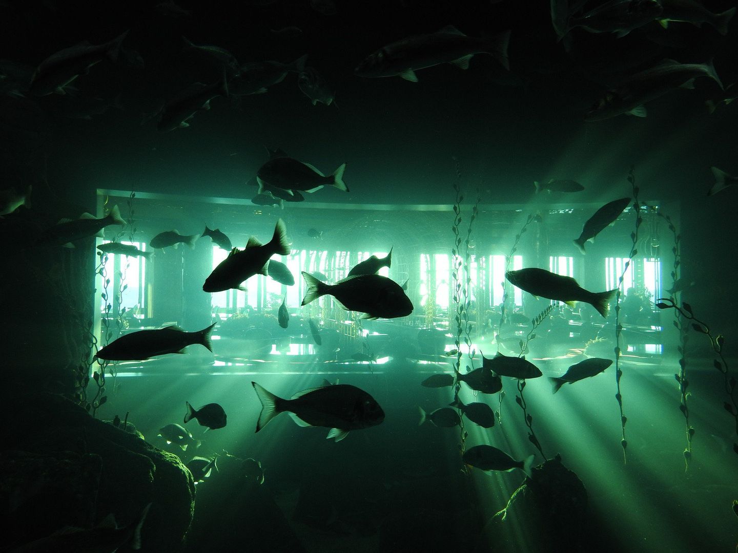 İstanbul Sea Life Aquarium (Stambuł, Turcja)