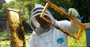 Kielce: Najstarsze pszczele gniazdo. Ruszają targi pszzcelarskie