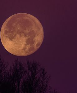 Różowy Księżyc. Jeszcze w kwietniu pierwsza w tym roku superpełnia