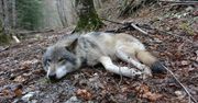 Masowe śmierci wilków w sercu Włoch. Śledczy podejrzewają zatrucie