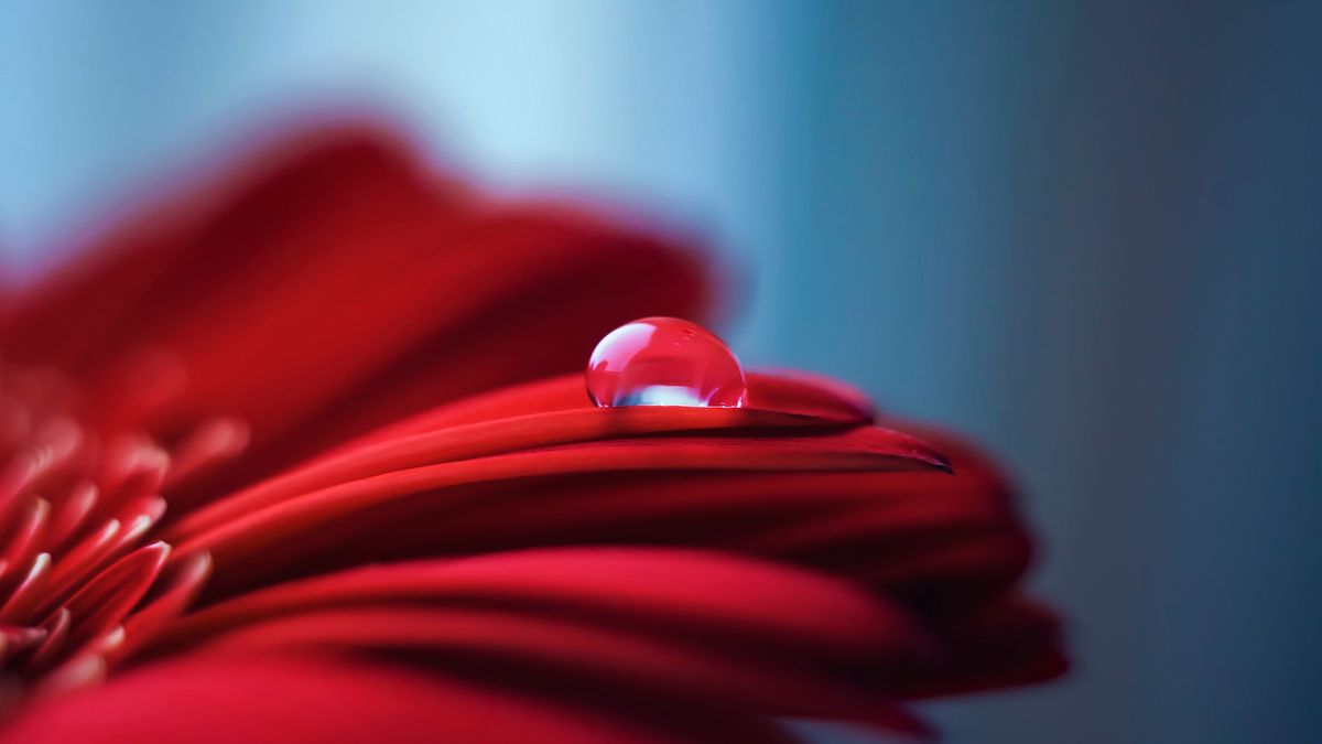 Inżynier z duszą artysty - Jewgienij Salnikow i jego piękne zdjęcia makro 1