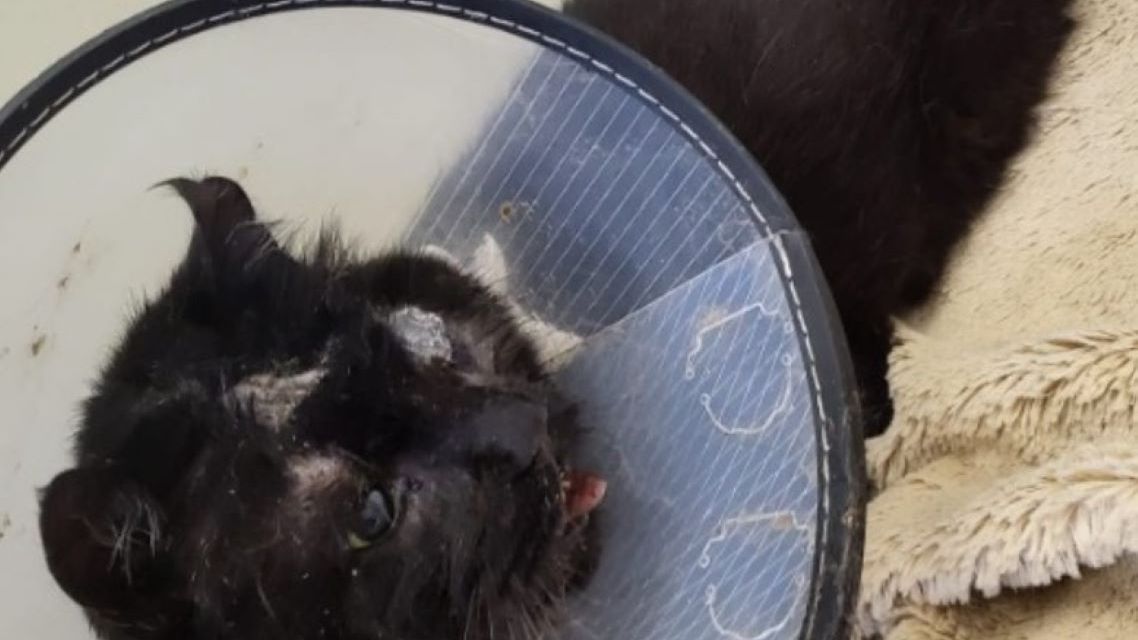 Kot Bambo jest w fatalnym stanie 