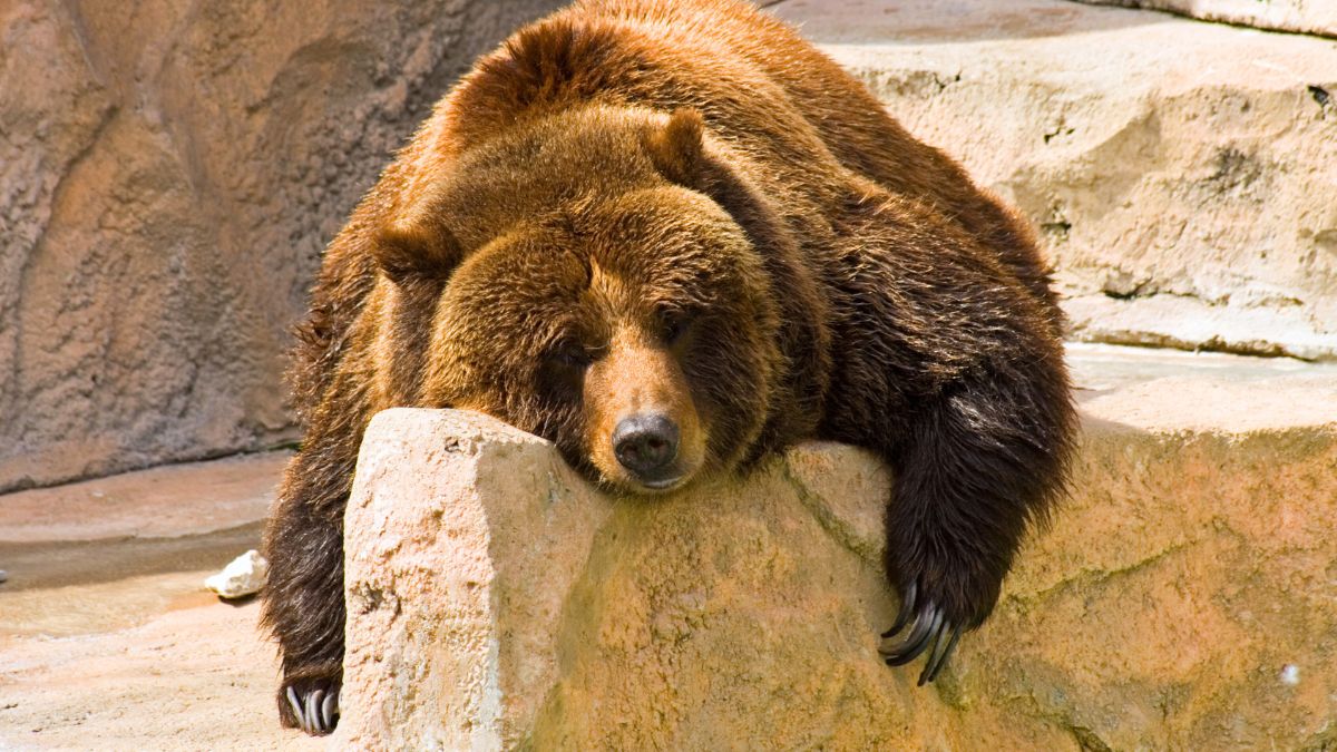 Śpiący niedźwiedź