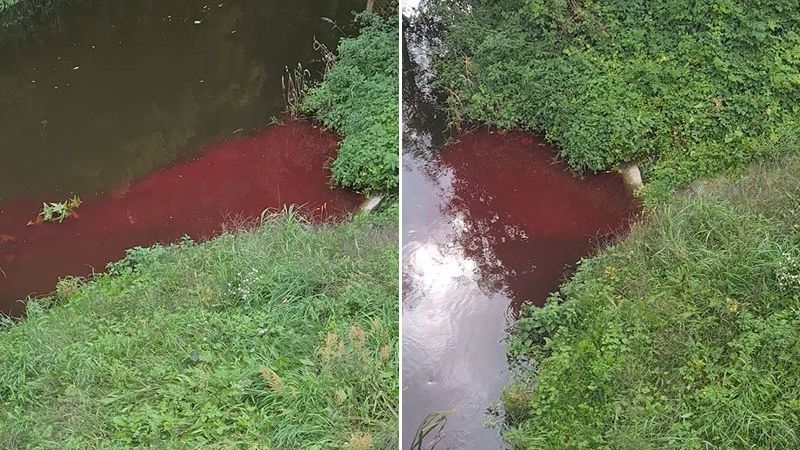 Brunatna substancja w rzece Krzna