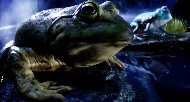 Żaby po 20 latach znów reklamują piwo Budweiser (wideo)