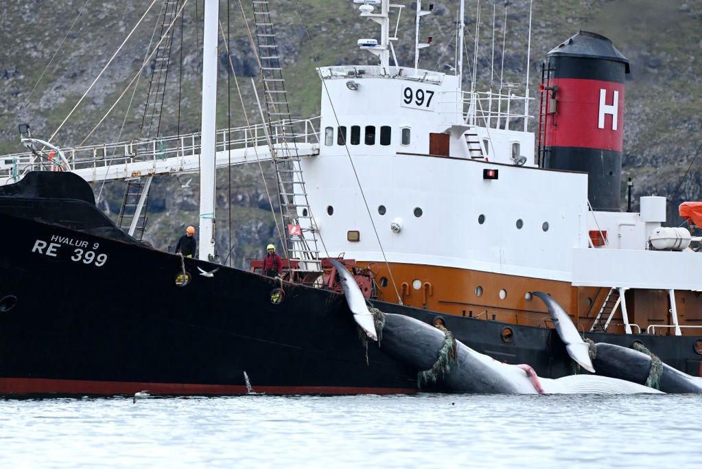 Islandia zawiesza polowania na wieloryby. Koniec krwawej tradycji?