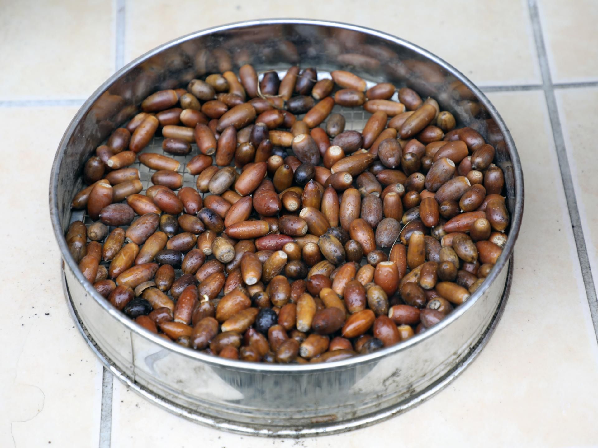 Żołędzie stają się jadalne dopiero po odpowiedniej obróbce