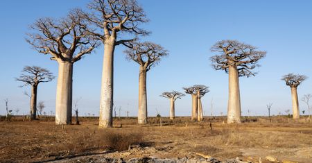 Głód na Madagaskarze. Pół miliona najmłodszych dzieci niedożywionych