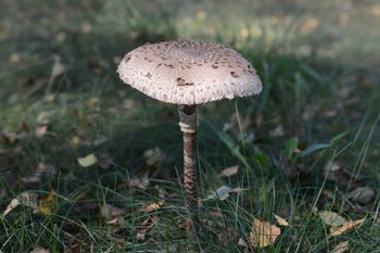 Jak rozpoznać kanię? Zwróć uwagę na te charakterystyczne cechy grzyba