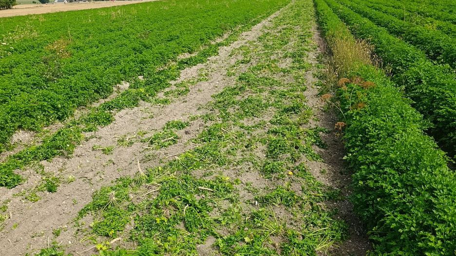 Skandal z pietruszką. Winnych brak, a plantatorzy nadal bez wsparcia.