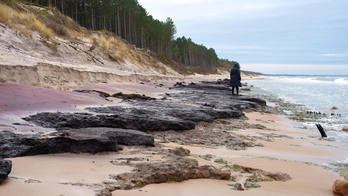 Morze Bałtyckie odsłoniło zatopiony las