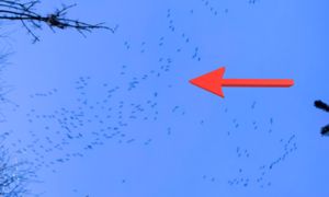 Zobaczyli je nad Bieszczadami. Od razu chwycili za aparat